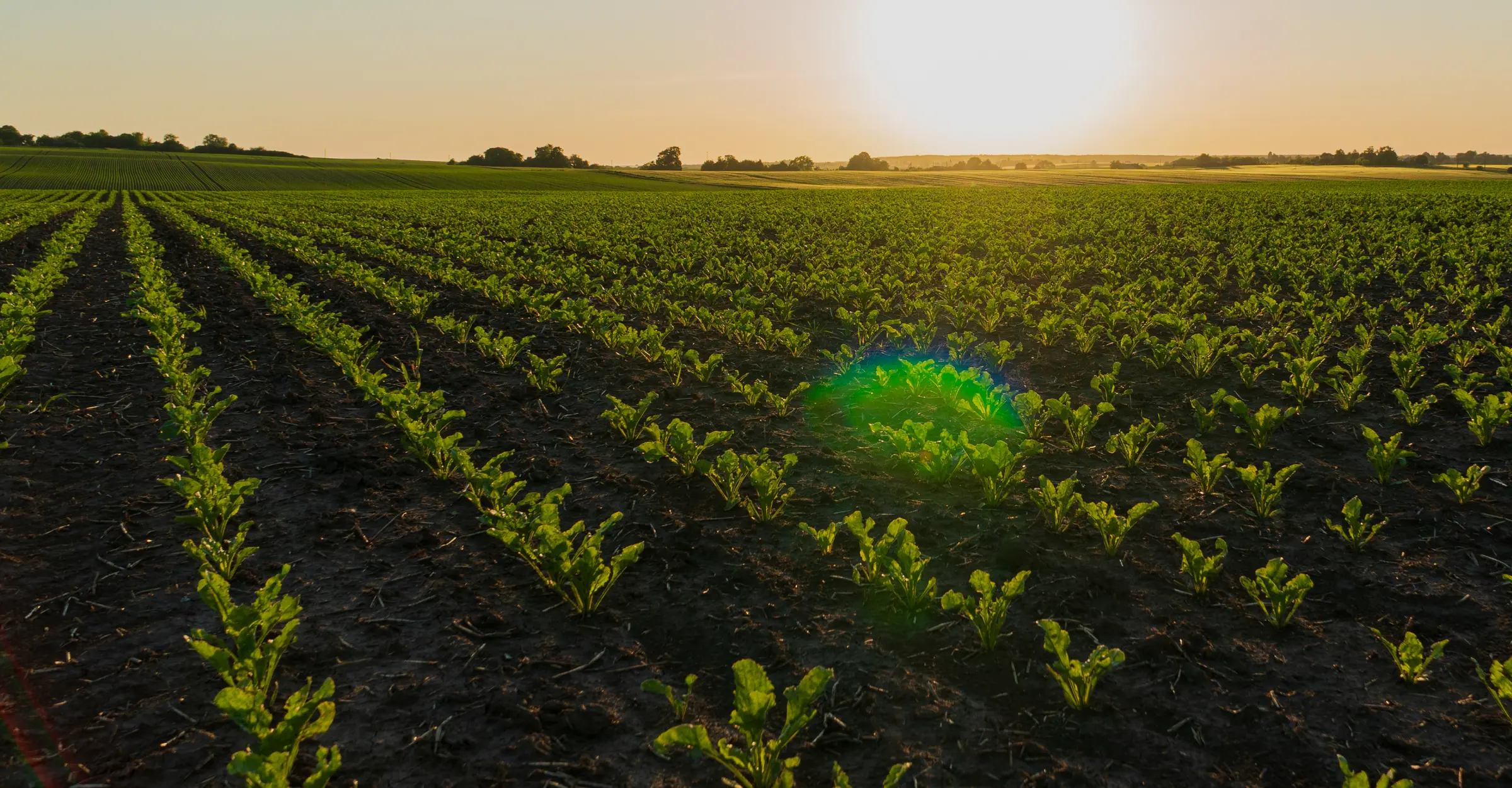 Campo de cultivo al atardecer