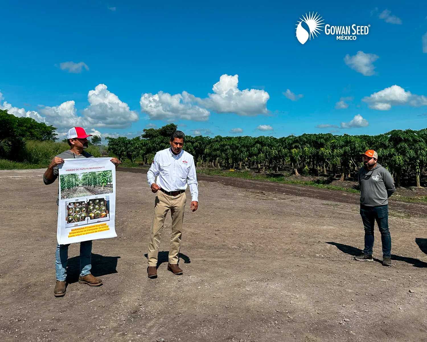 Innovación en cultivo de papaya, foto 1