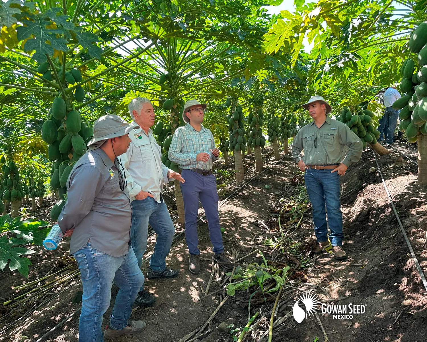 Innovación en cultivo de papaya, foto 4