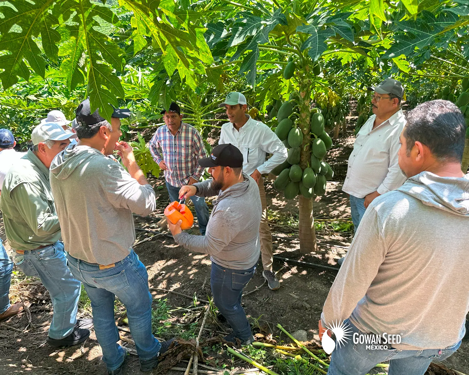 Innovación en cultivo de papaya, foto 5
