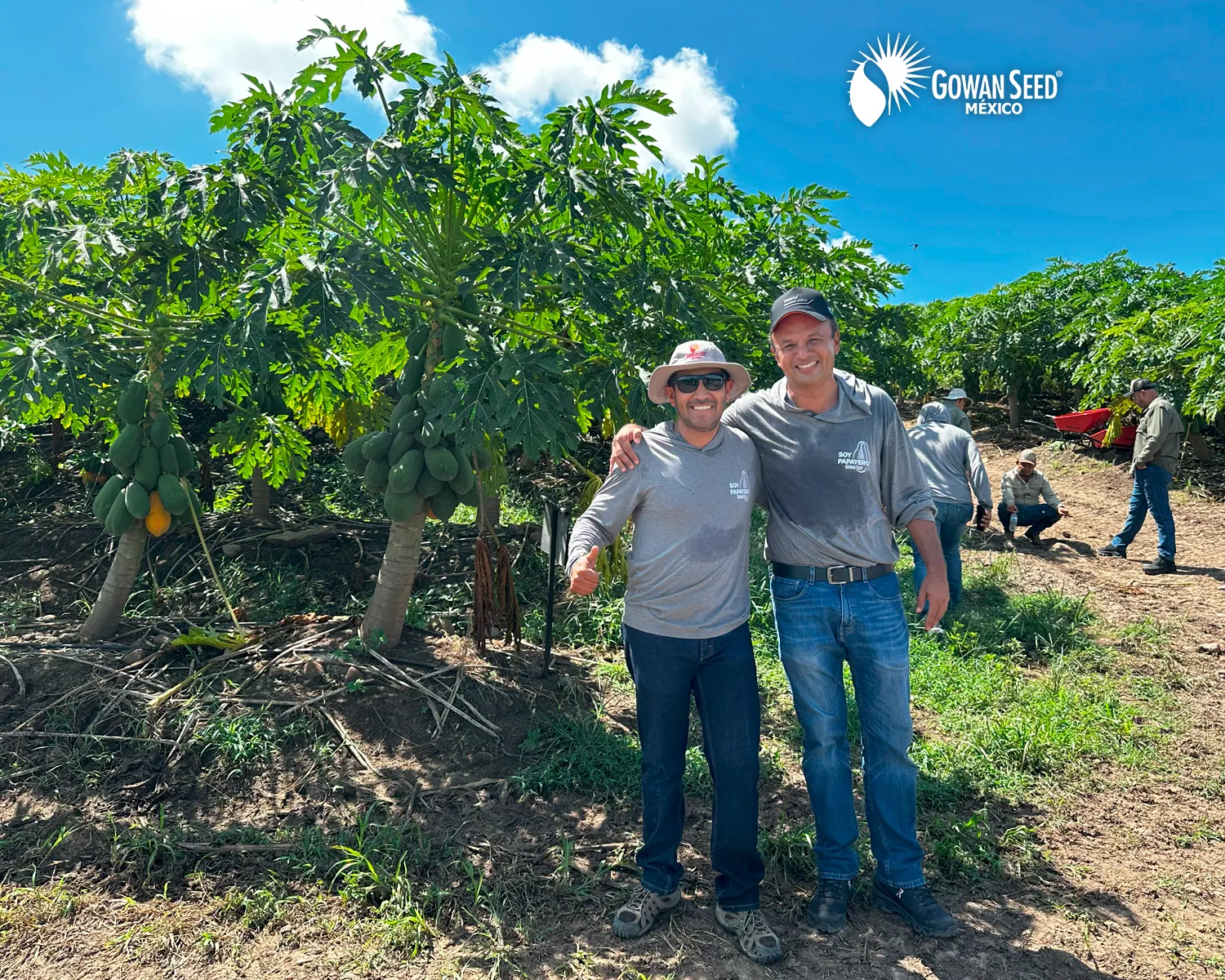 Innovación en cultivo de papaya, foto 6