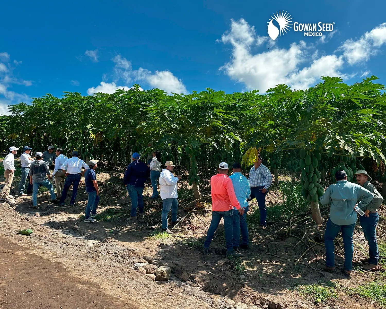 Innovación en cultivo de papaya, foto 7