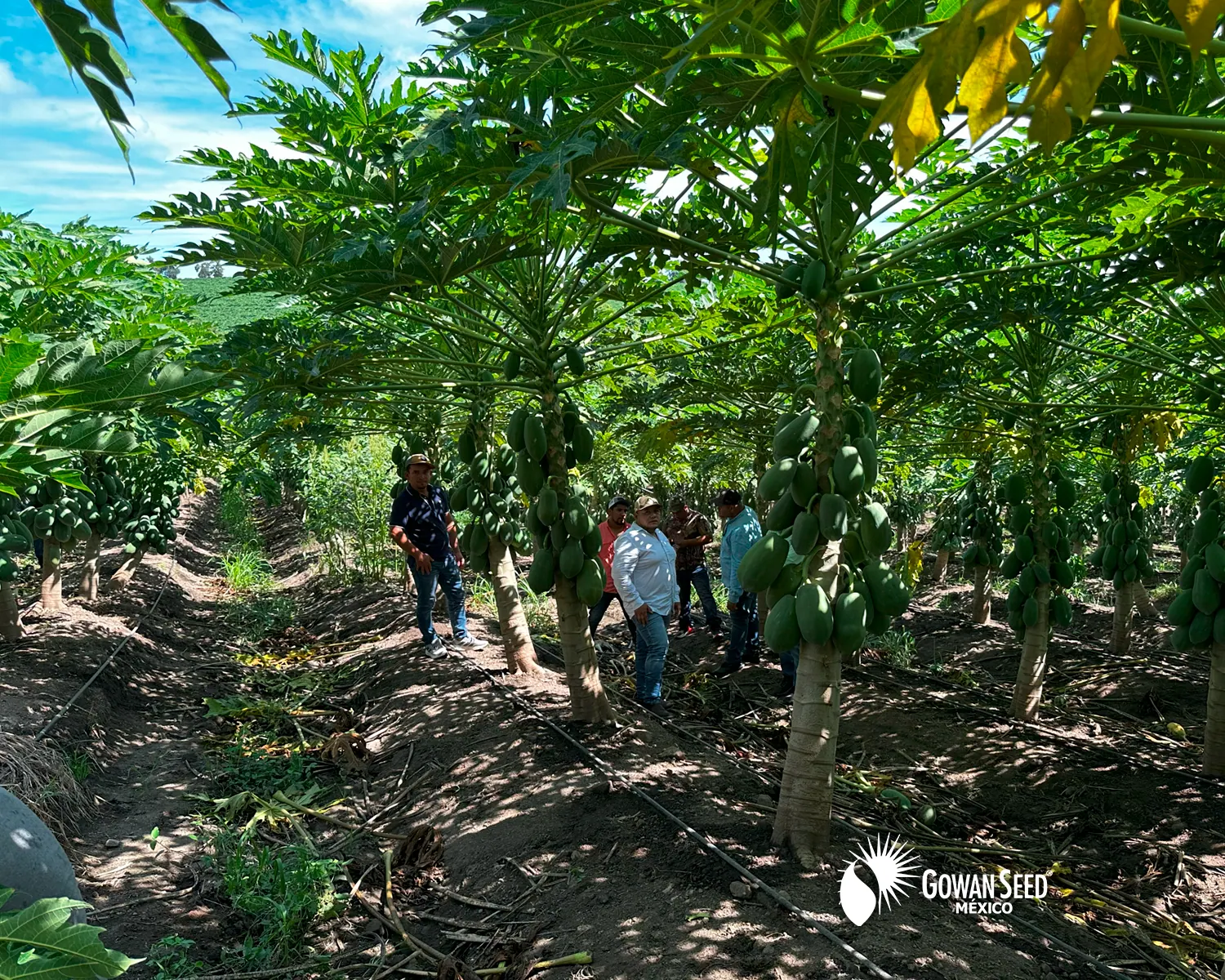Innovación en cultivo de papaya, foto 8