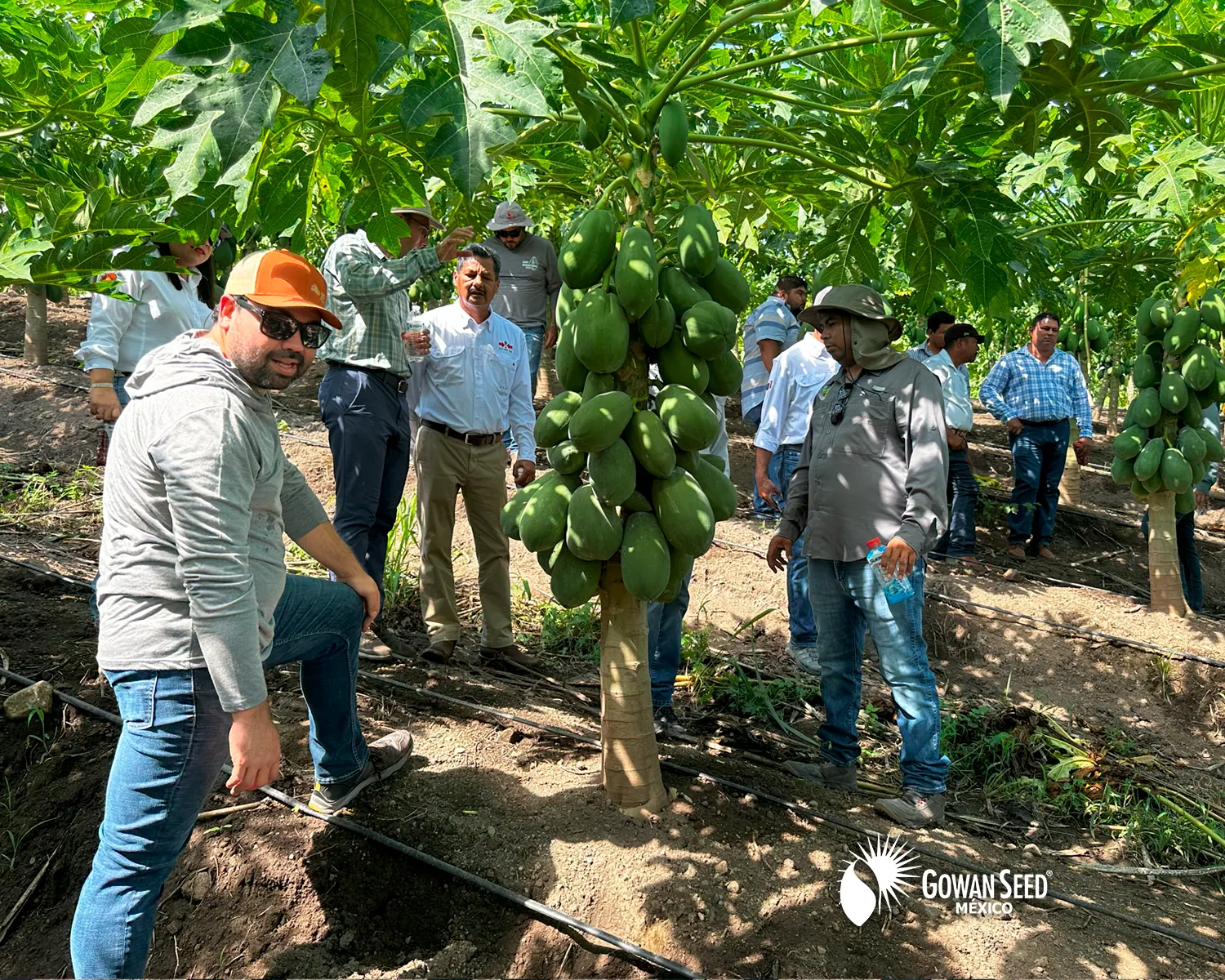 Innovación en cultivo de papaya, foto 9