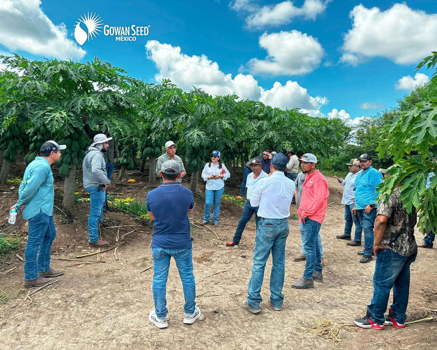 Innovación en cultivo de papaya, foto 10