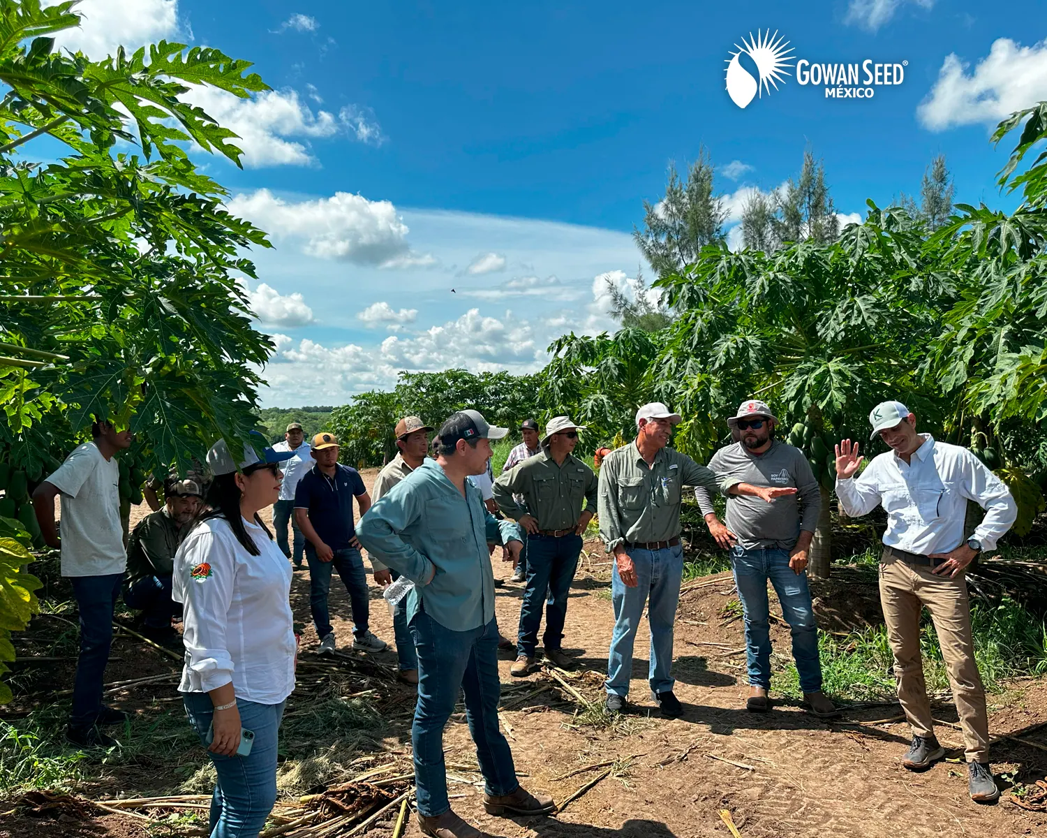Innovación en cultivo de papaya, foto 11