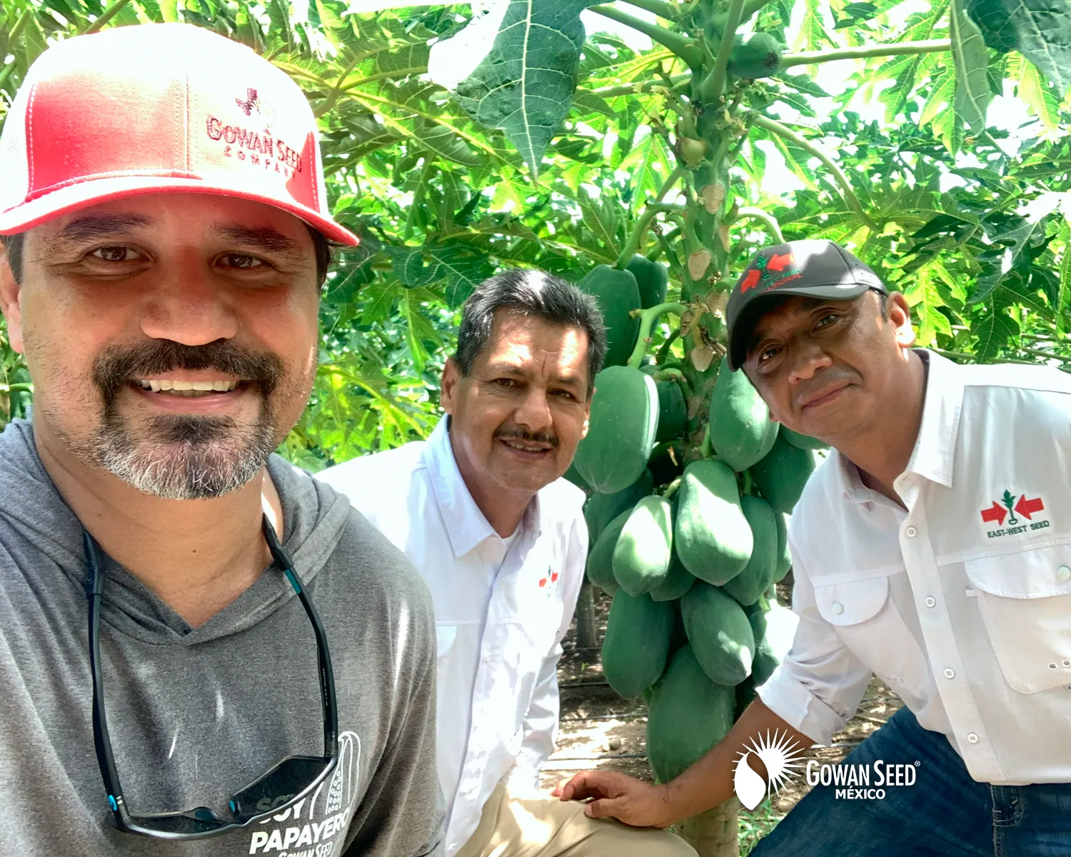 Innovación en cultivo de papaya, foto 12