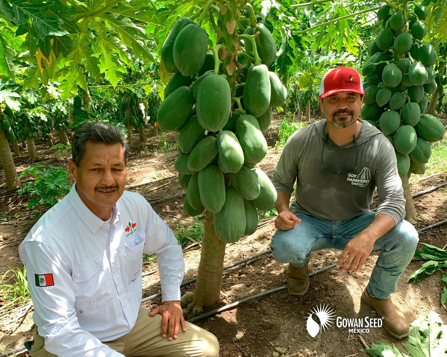 Innovación en cultivo de papaya, foto 13