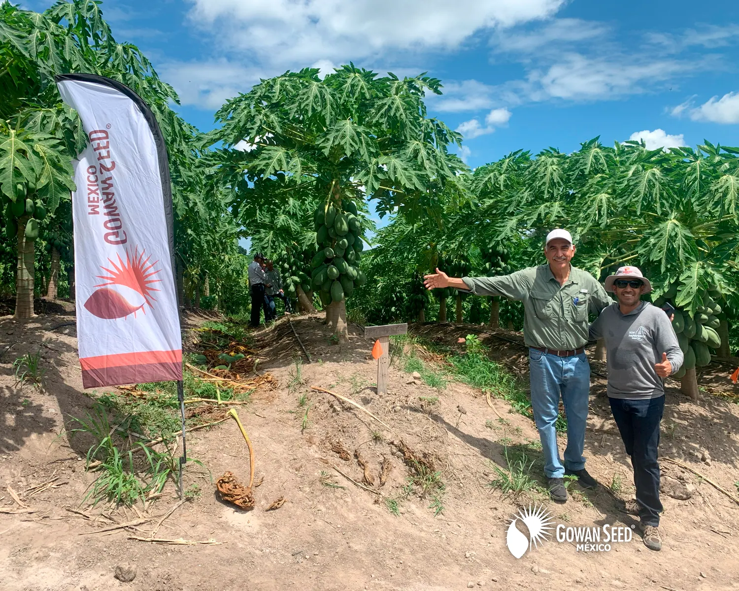 Innovación en cultivo de papaya, foto 14