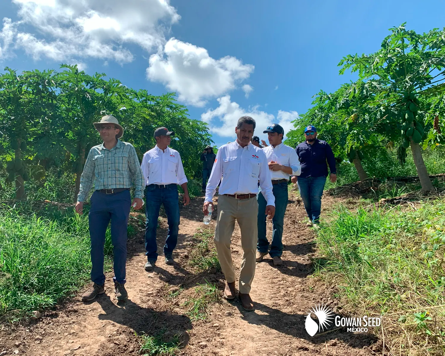 Innovación en cultivo de papaya, foto 15