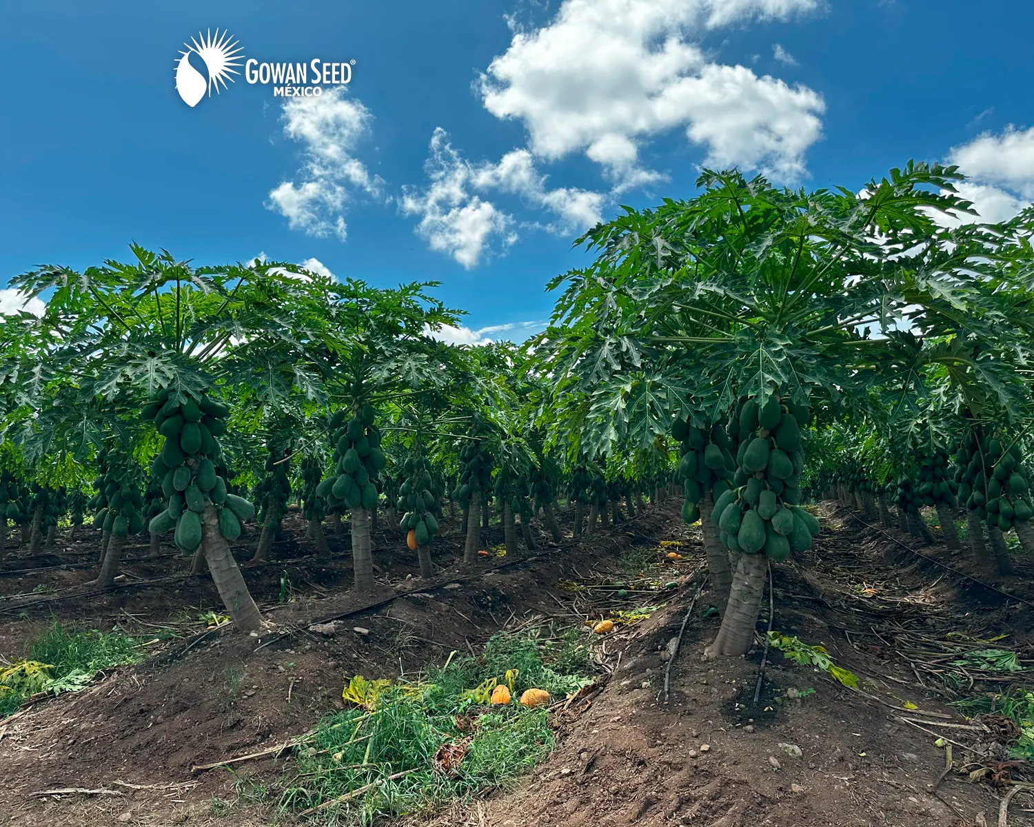 Innovación en cultivo de papaya, foto 18