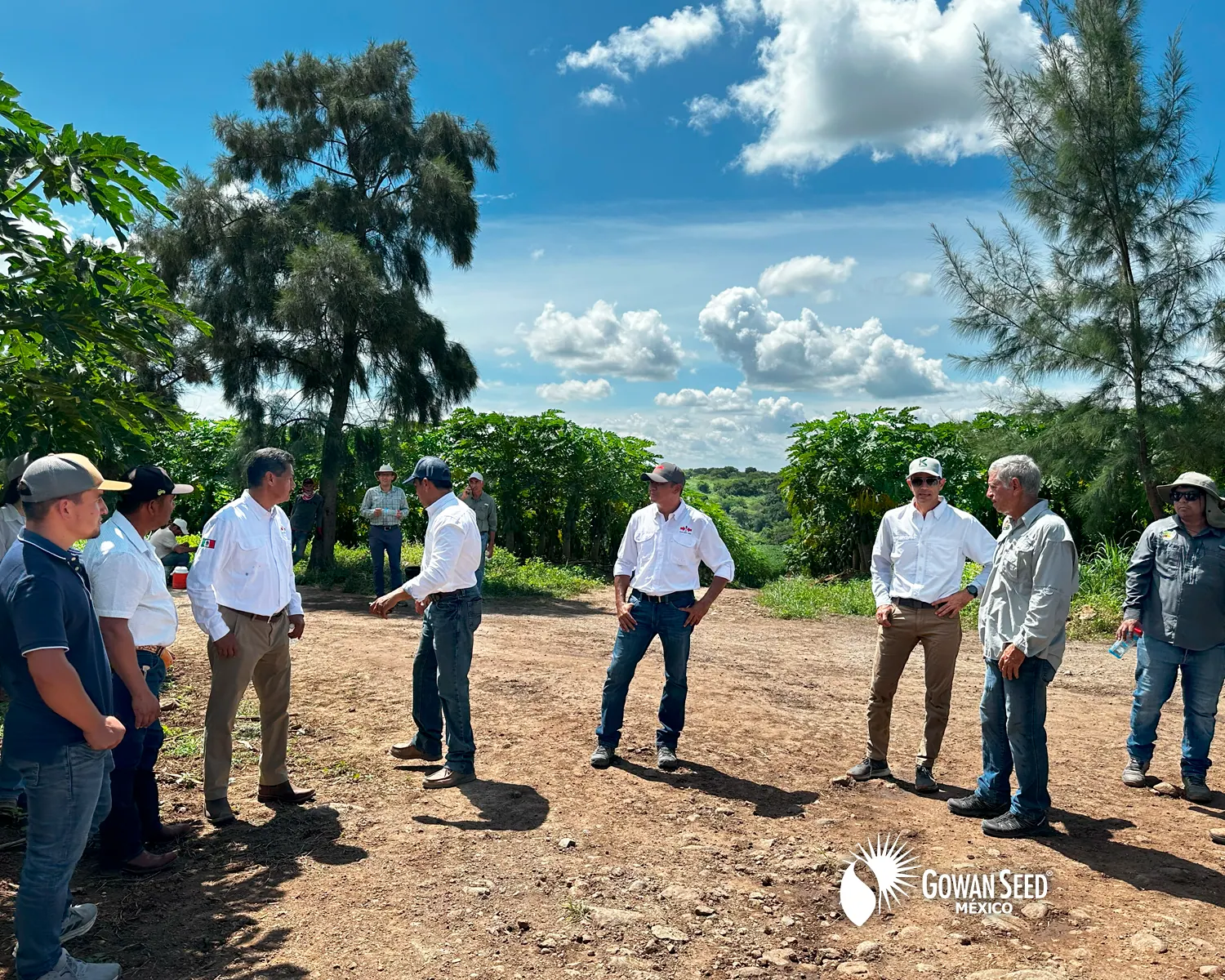 Innovación en cultivo de papaya, foto 19