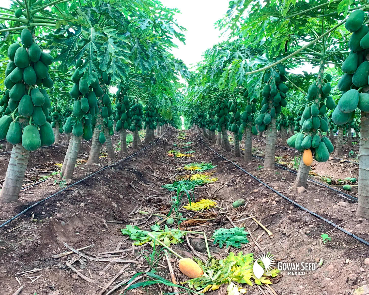 Innovación en cultivo de papaya, foto 20