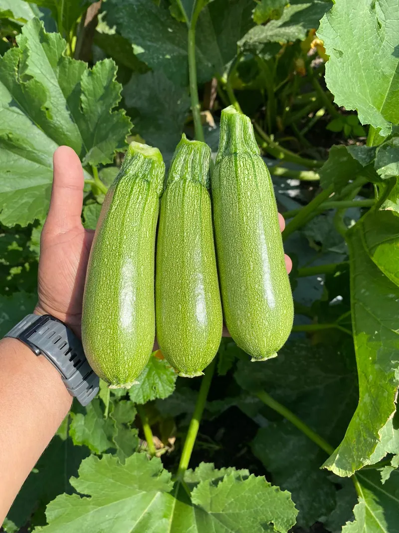 Calabaza Zucchini Andrea