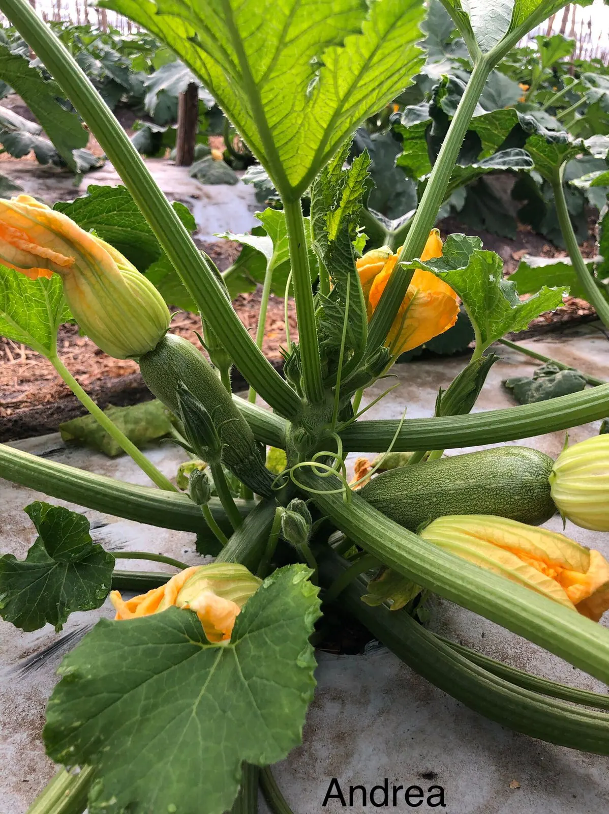 Calabaza Zucchini Andrea, imagen 3
