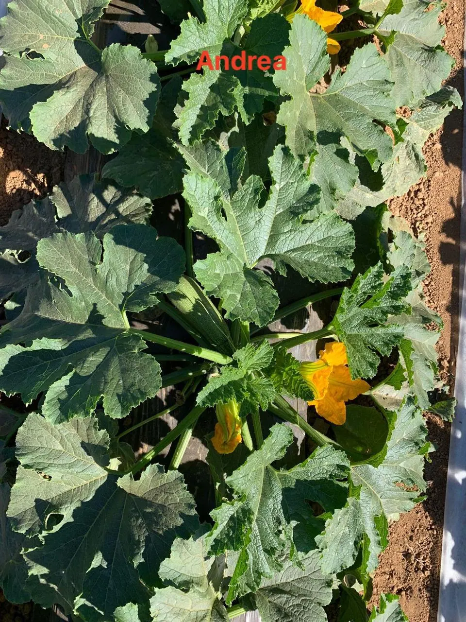 Calabaza Zucchini Andrea, imagen 4