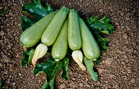 Calabaza Zucchini Isabella, imagen 1