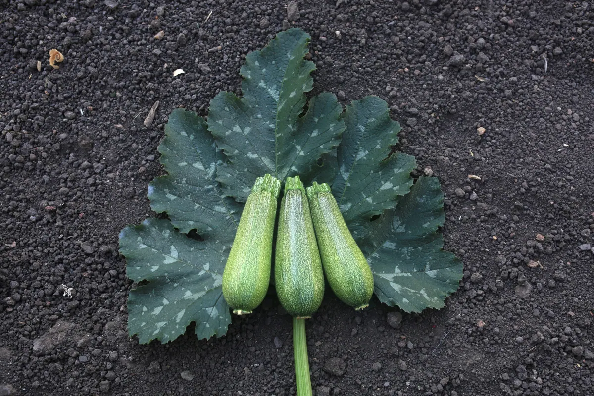 Calabaza Zucchini Isabella, imagen 2