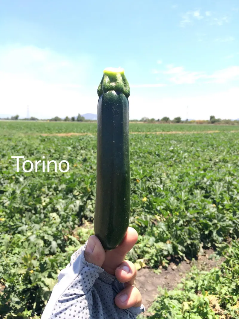 Calabaza Zucchini Torino