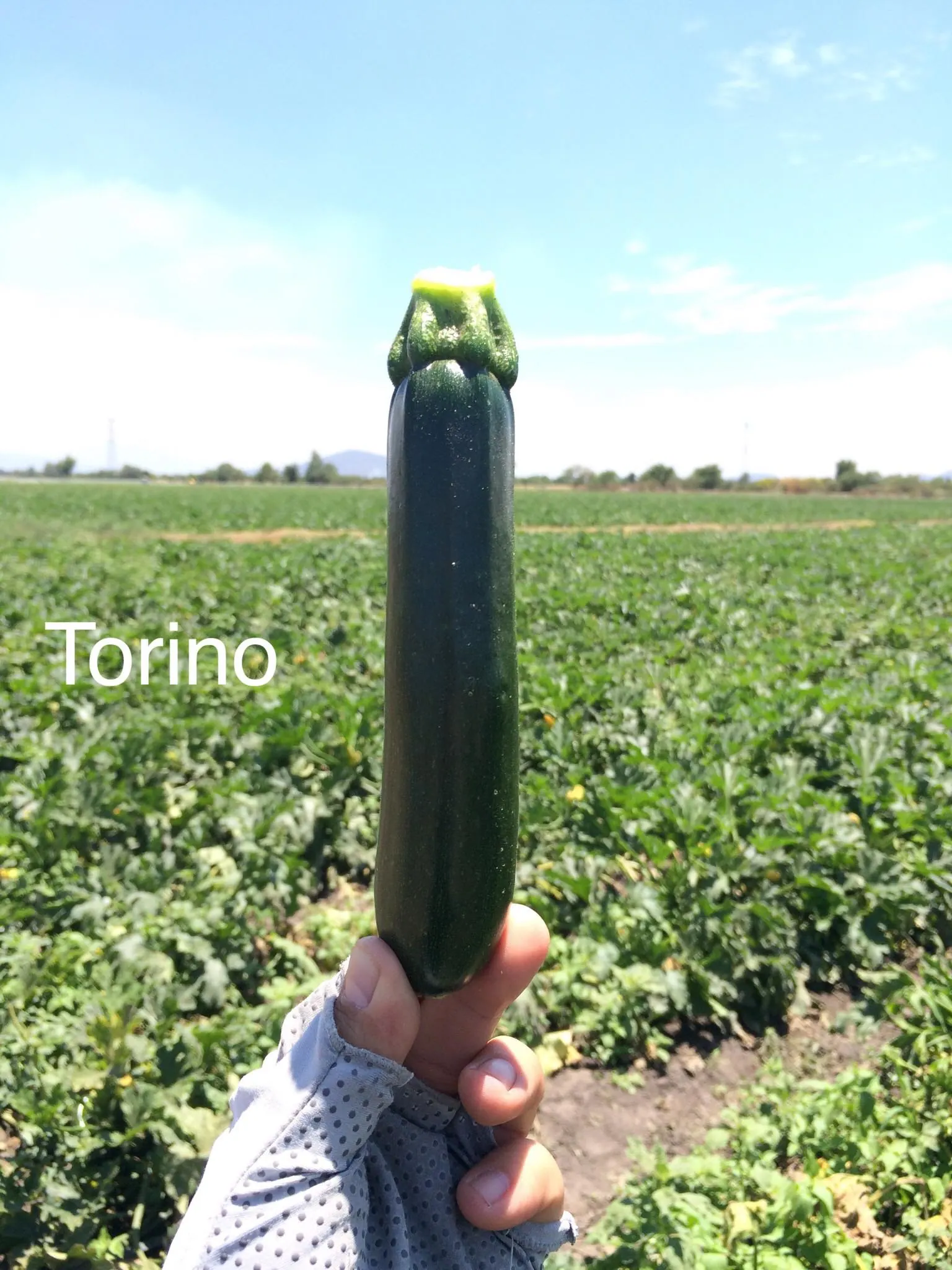 Calabaza Zucchini Torino, imagen 1