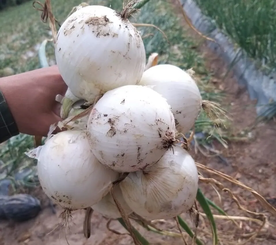 Cebolla Blanca Don Alberto, imagen 2