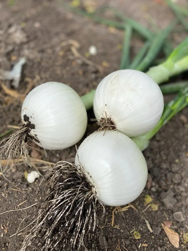 Cebolla Blanca Monja Blanca, imagen 1