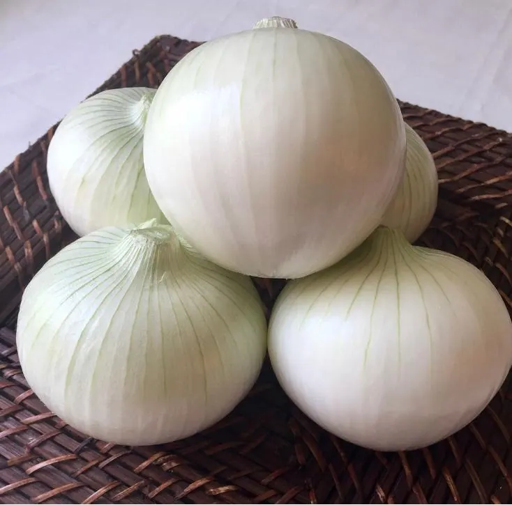 Cebolla Blanca Monja Blanca, imagen 5
