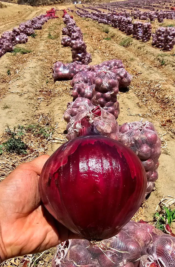 Cebolla Roja Red Velvet