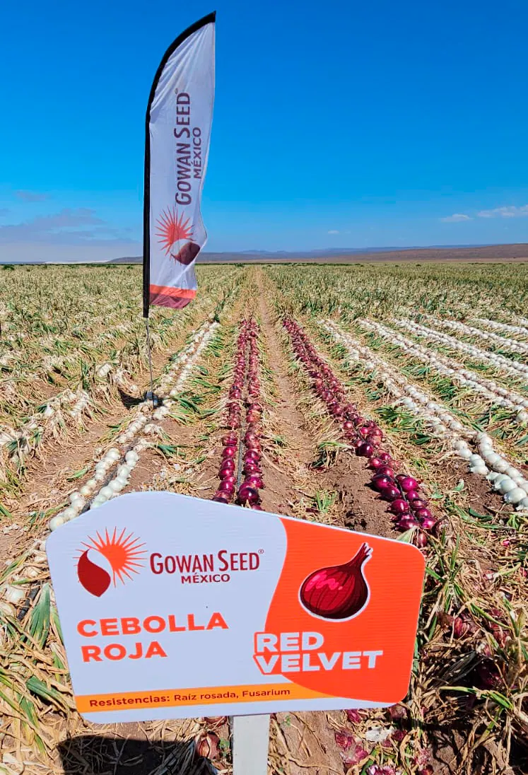Cebolla Roja Red Velvet, imagen 3