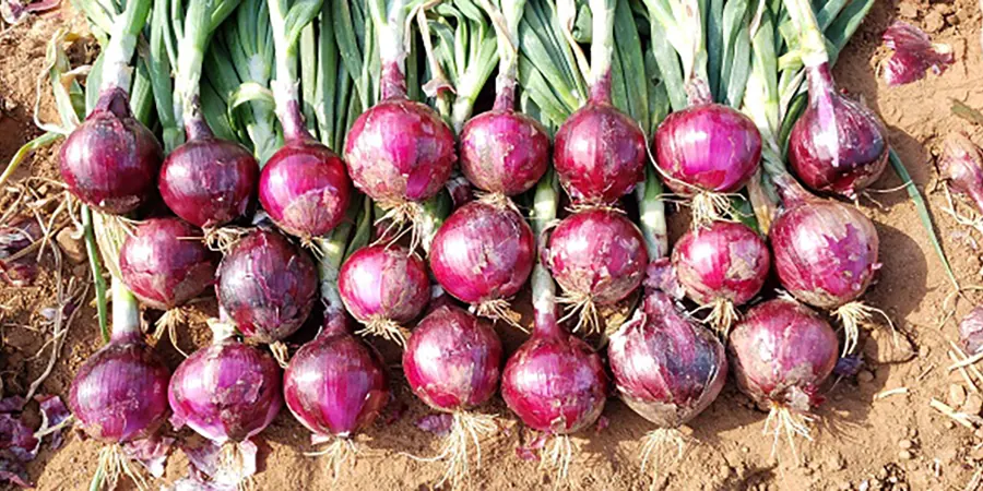 Cebolla Roja Valentine, imagen 3