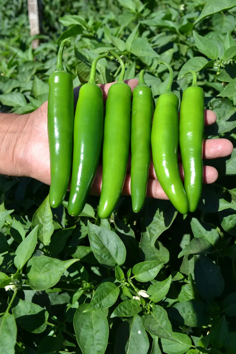 Chile Serrano 16-1417