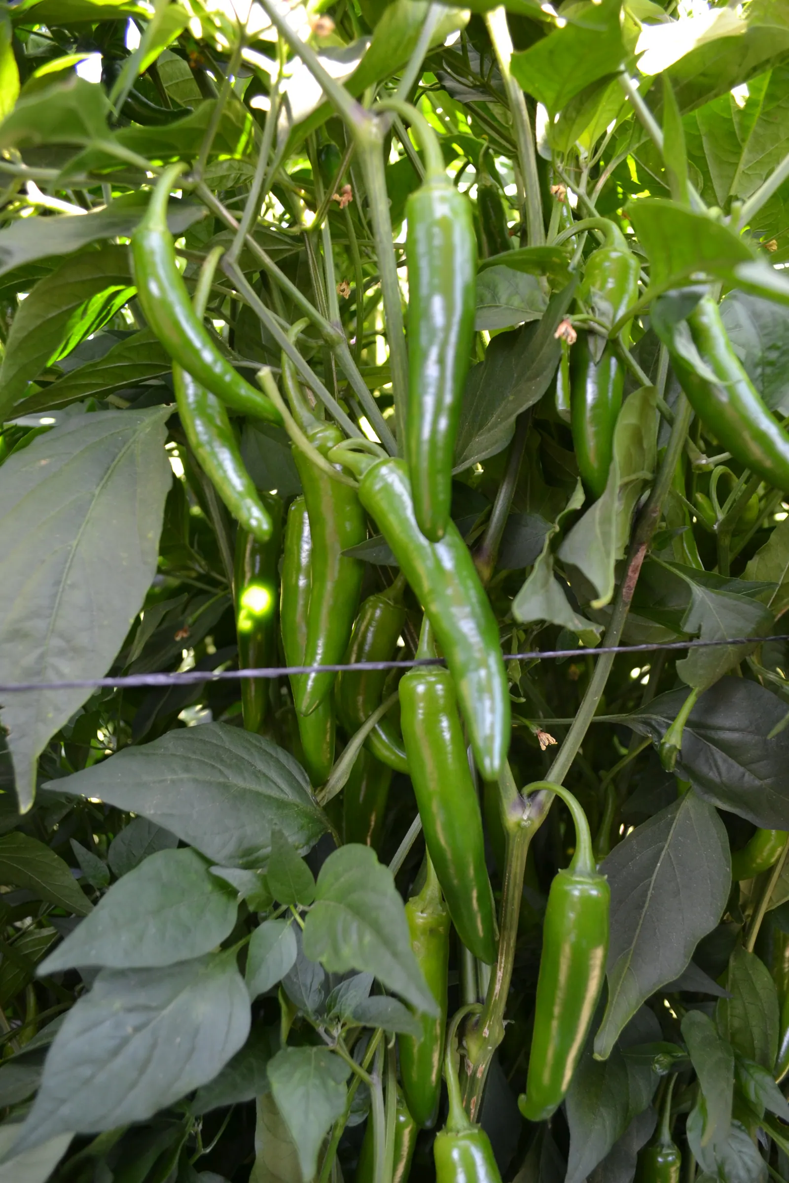 Chile Serrano 16-1417, imagen 2