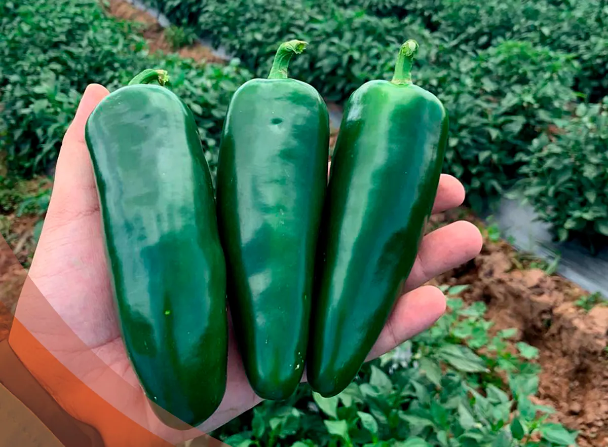 Chile Jalapeño Catarino, imagen 1