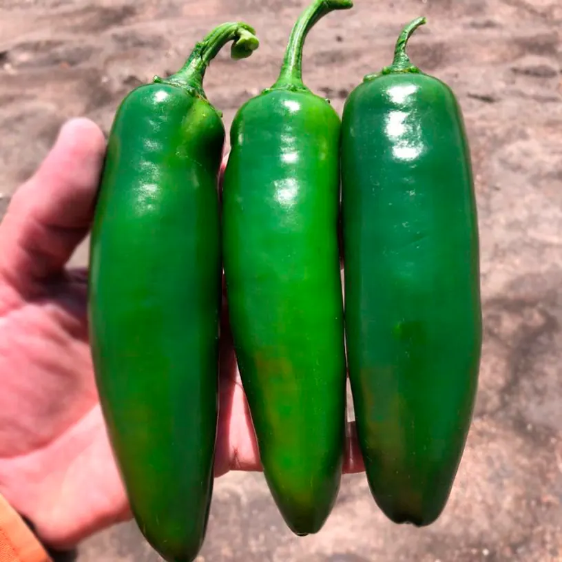 Chile Jalapeño Catarino, imagen 2