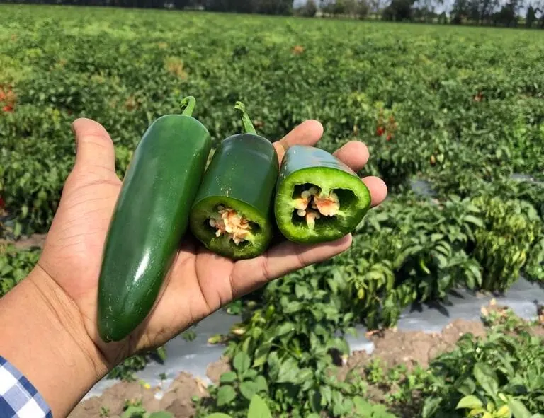 Chile Jalapeño Catarino, imagen 3