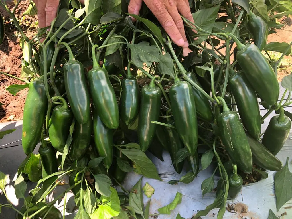 Chile Jalapeño Catarino, imagen 4