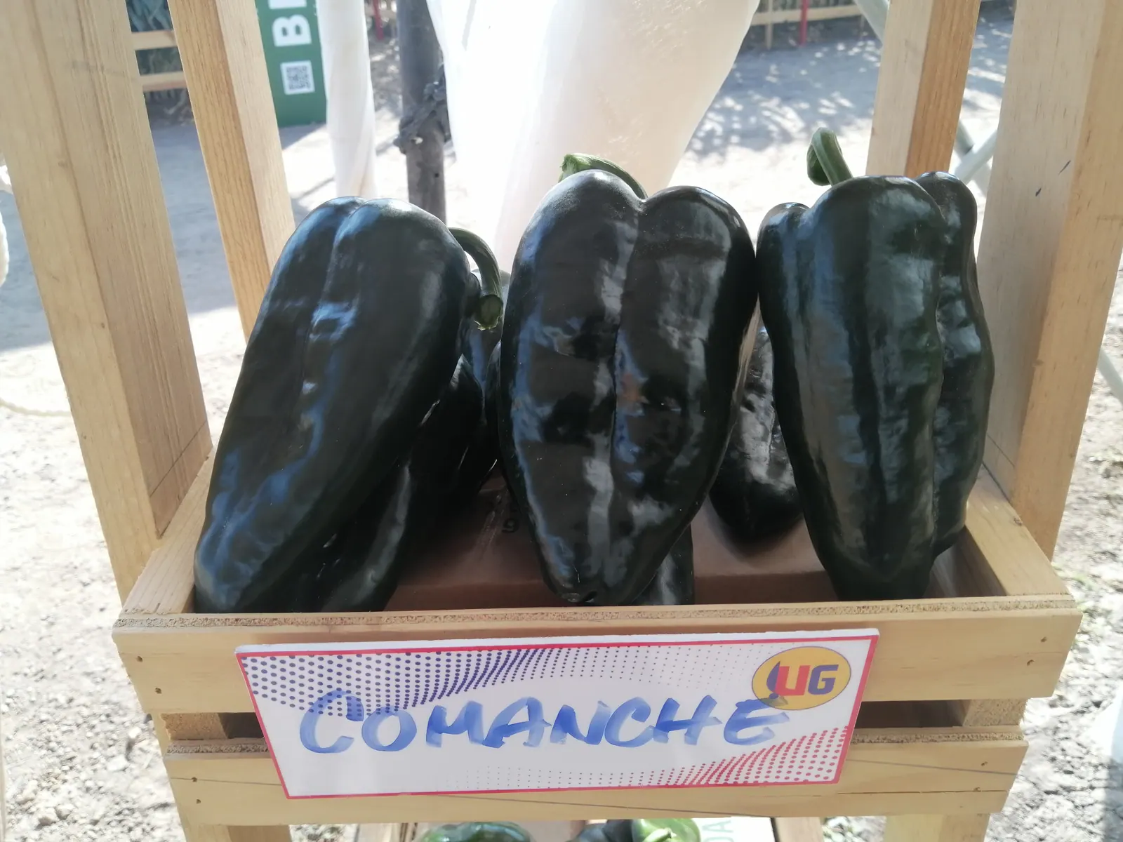 Chile Ancho Comanche, imagen 1