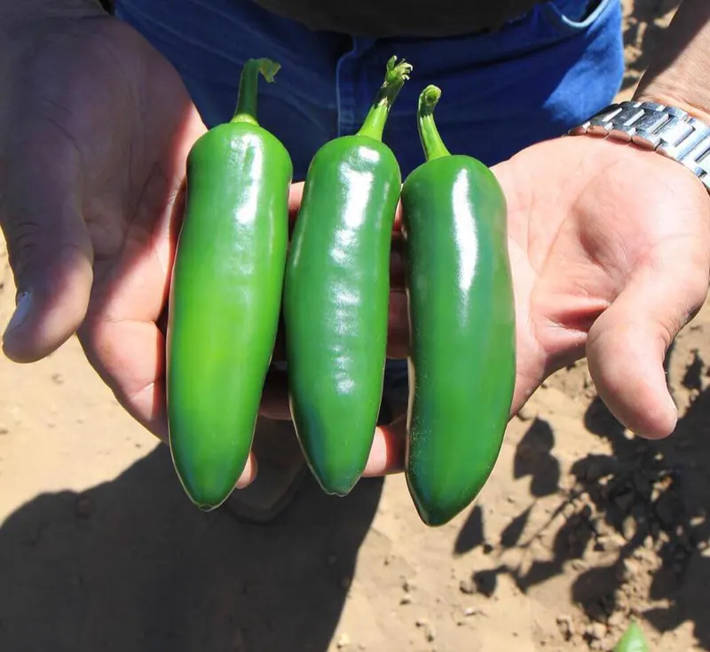 Chile Jalapeño Gabino