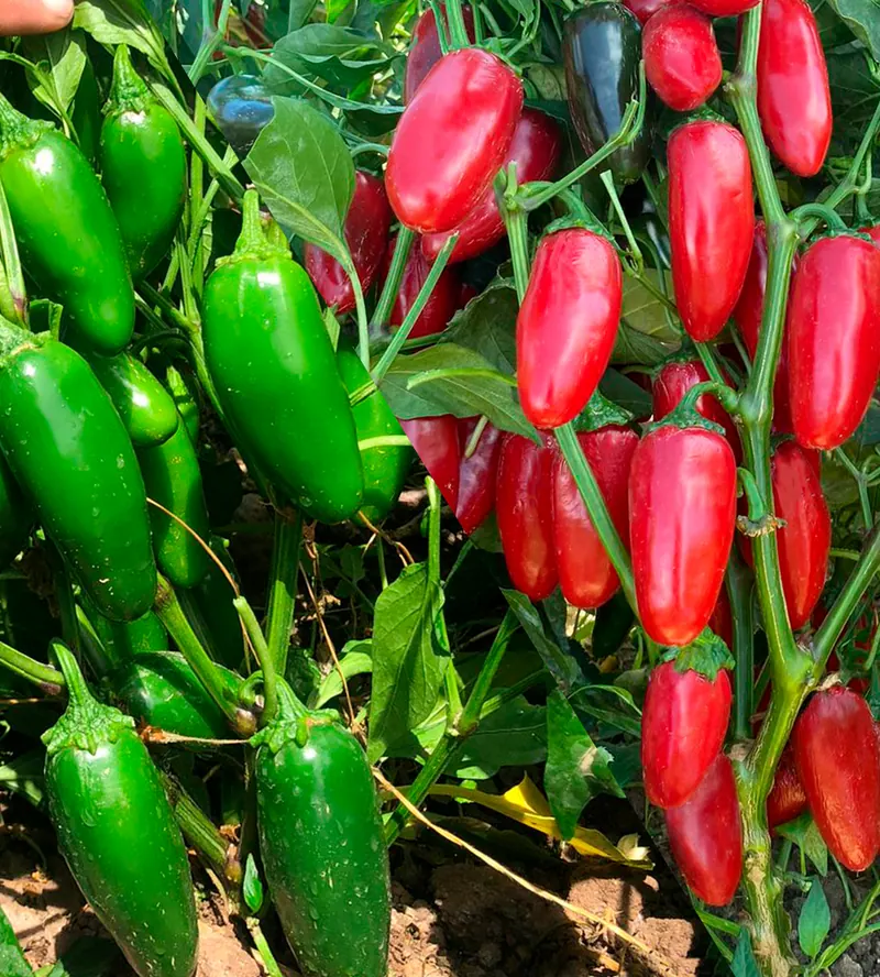 Chile Jalapeño Hermes
