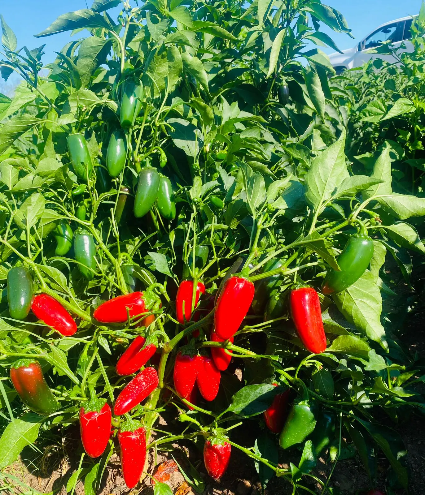 Chile Jalapeño Hermes, imagen 2
