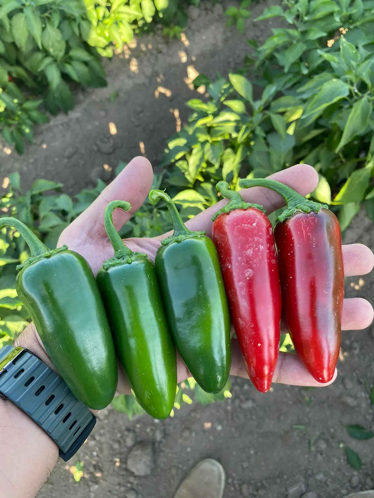 Chile Jalapeño Hermes, imagen 3