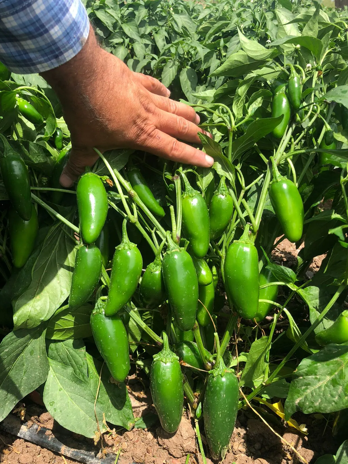 Chile Jalapeño Hermes, imagen 4