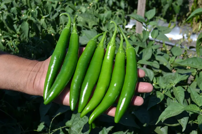 Chile Serrano Jigante