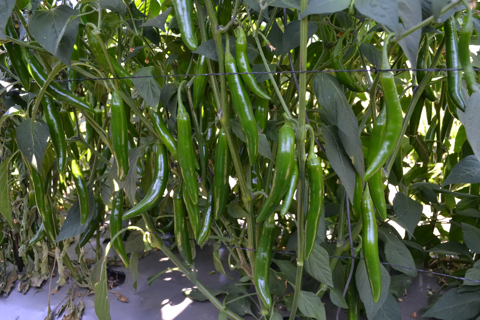 Chile Serrano Jigante, imagen 3