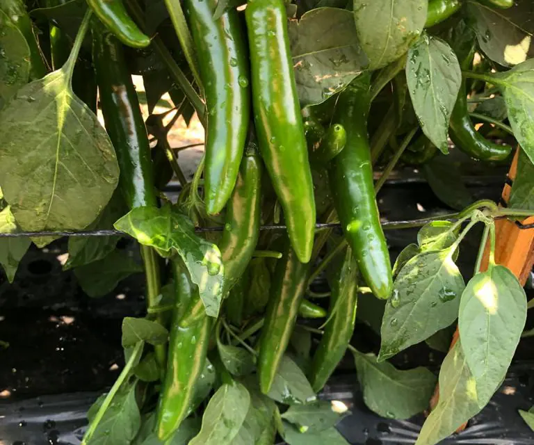 Chile Serrano Jigante, imagen 4