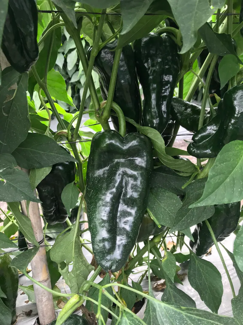 Chile Ancho Marqués