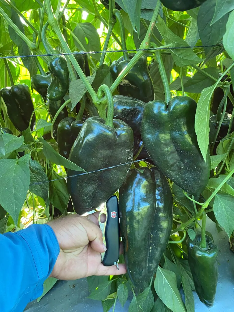 semilla chile ancho