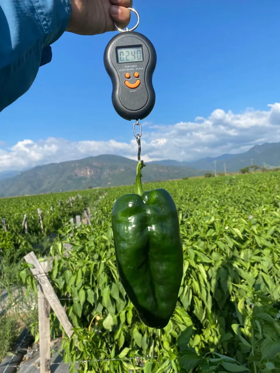 semilla chile ancho