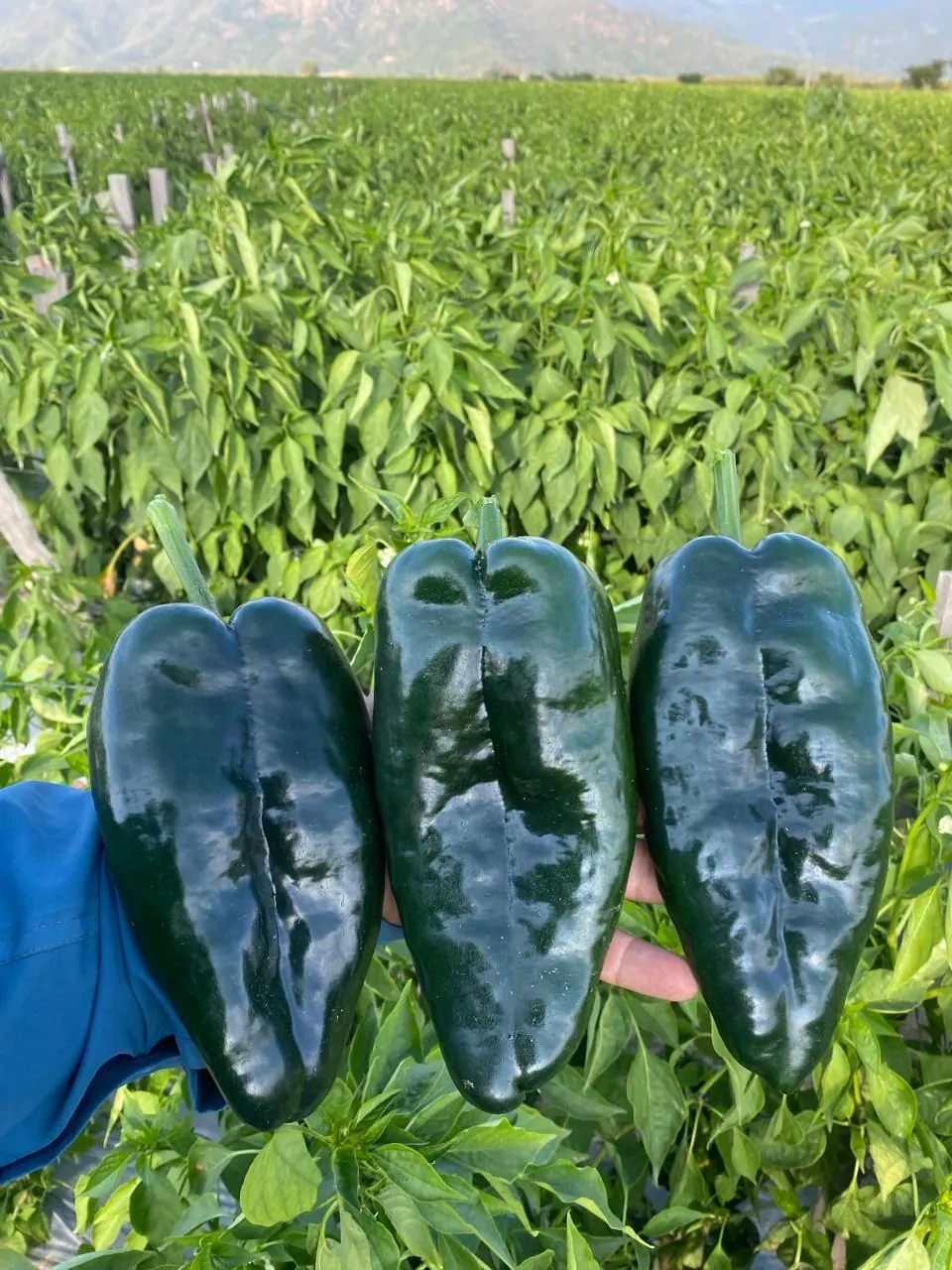 semilla chile ancho