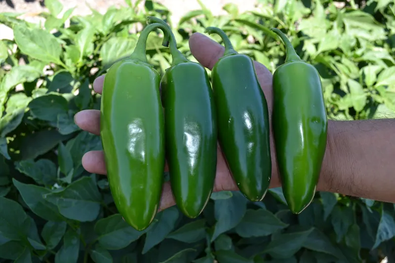 Chile Jalapeño Mayoral